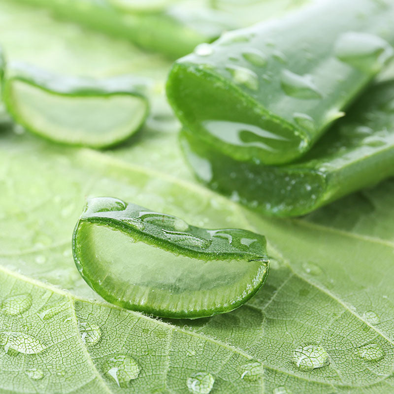 benefits of aloe vera on skin, aloe vera, aloe vera plant, aloe, aloe plant, aloe vera for face, aloe vera leaf ,aloe barbadensis ,aloe vera for skin ,aloe leaf, aloe benefits, aloe vera plant benefits ,aloe for face, pure aloe vera, aloe vera good for skin ,aloe benefits for skin.